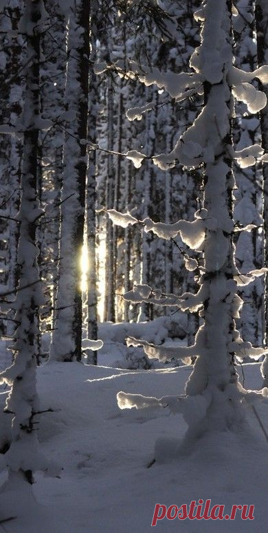 зимний лес