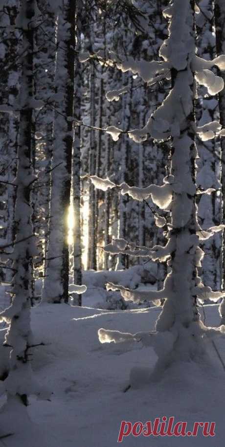 зимний лес