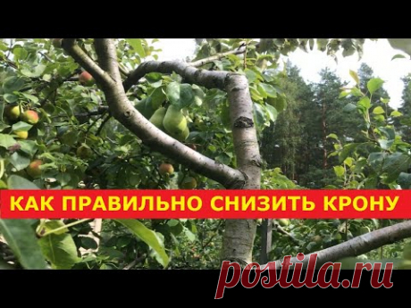 Снижение высоты плодовых деревьев - правильно и вовремя