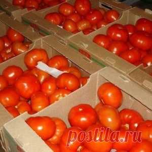 Как сохранить томаты свежими надолго