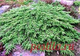 В этом посте я расскажу об экзотике для района среднего Поволжья, это  можжевеловый веник. Почему экзотика? Да просто...