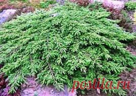 В этом посте я расскажу об экзотике для района среднего Поволжья, это  можжевеловый веник. Почему экзотика? Да просто...