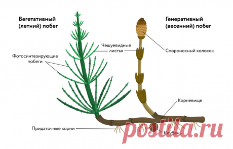 Отдел Хвощевидные • Биология, Растения и грибы • Фоксфорд Учебник