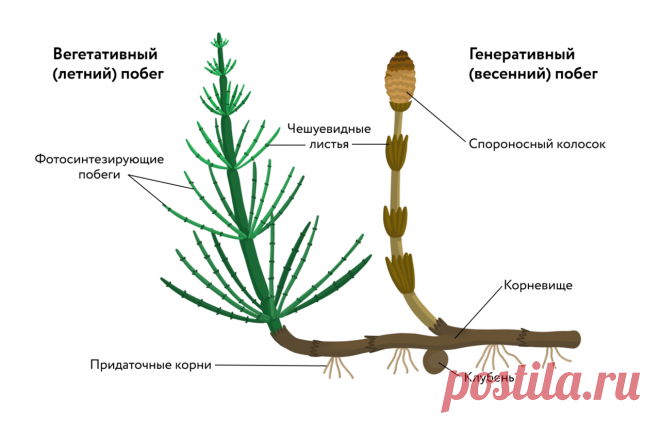 Отдел Хвощевидные • Биология, Растения и грибы • Фоксфорд Учебник