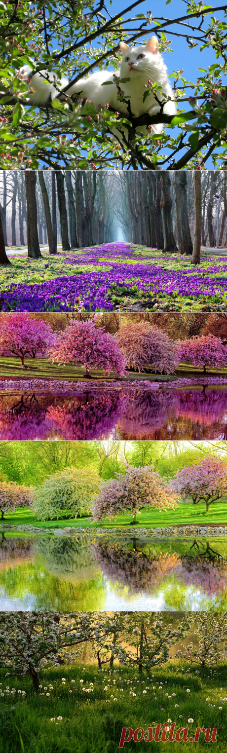 Фото природы весной: красивые фотографии пейзажей весенней природы.