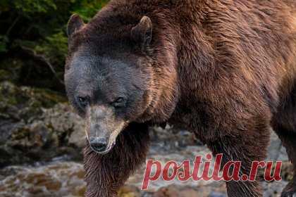 Медведь растерзал отправившегося на утреннюю пробежку мужчину. 26-летний спортсмен Андреа Папи был растерзан бурым медведем во время пробежки по тропам на горе в Италии. Мужчина часто выходил на пробежки и возвращался домой к обеду, однако в четверг, 6 апреля, он внезапно пропал. Обеспокоенная девушка Папи обратилась в полицию и сообщила о его исчезновении.