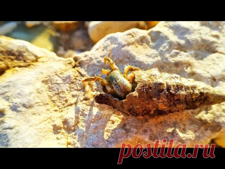 #море #рак-отшельник Теплое море Природа Адриатики, красота подводного мира #клибанарий #рак