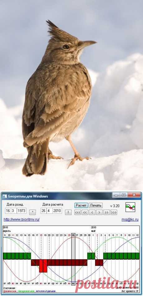 Планета Позитива - Рассчитайте свои биоритмы, и ложитесь спать вовремя