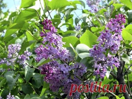 (99) Одноклассники