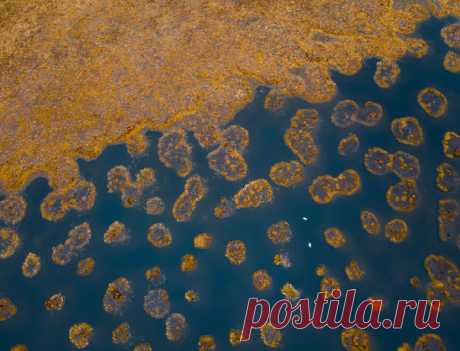 «Весенняя ржавчина карельских болот» Карельское болото, вид сверху. Две белые точки — пара лебедей. Автор снимка – Игорь Подгорный: nat-geo.ru/photo/user/9392/