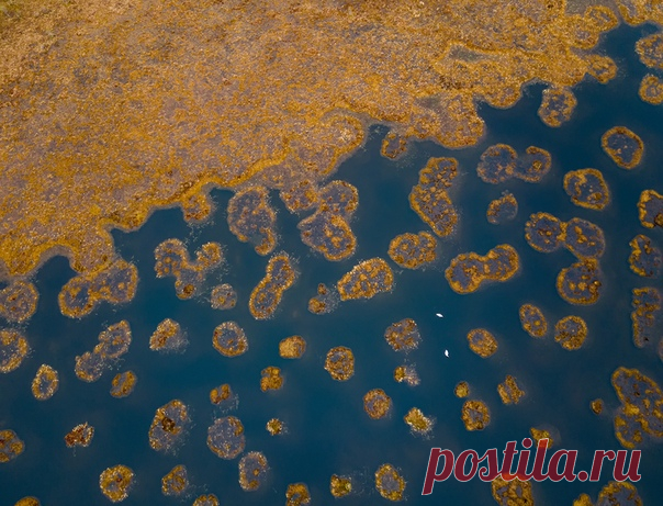 «Весенняя ржавчина карельских болот» Карельское болото, вид сверху. Две белые точки — пара лебедей. Автор снимка – Игорь Подгорный: nat-geo.ru/photo/user/9392/