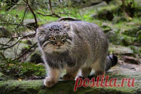 Кот манул - фото манула. Фотографии красивого дикого кота.