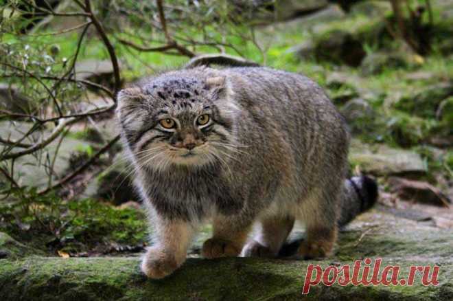 Кот манул - фото манула. Фотографии красивого дикого кота.