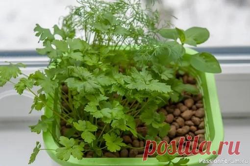 Кинза на подоконнике — зелёная аптека дома Представьте: за окном — хмурое небо, ветер шлёпает по стёклам, а у вас на подоконнике — пучок свежей, ароматной кинзы. Она не просто радует глаз, но и действует как природный иммуномодулятор, антистресс и витаминный коктейль в одном лице. Да, это не магия — это...