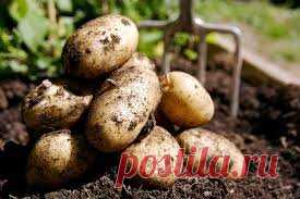 1150 кг картофеля с сотки. Метод Ушакова | Урожайный огород | Яндекс Дзен