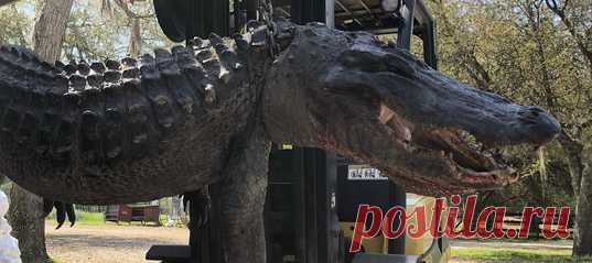 Ситуация: охотник убил огромного аллигатора (3,5 метра!) и принес его на бойню, где из рептилии собирались навертеть сосисок. Как думаете, что нашли в его желудке? Вот несколько ответов: когти рыси, пуленепробиваемый жилет и неопровержимые улики по делу о пропавшей 24 года назад собаке.