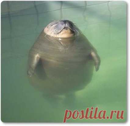 Коротко о том, как я буду выглядеть, когда начнется купальный сезон.😆😂