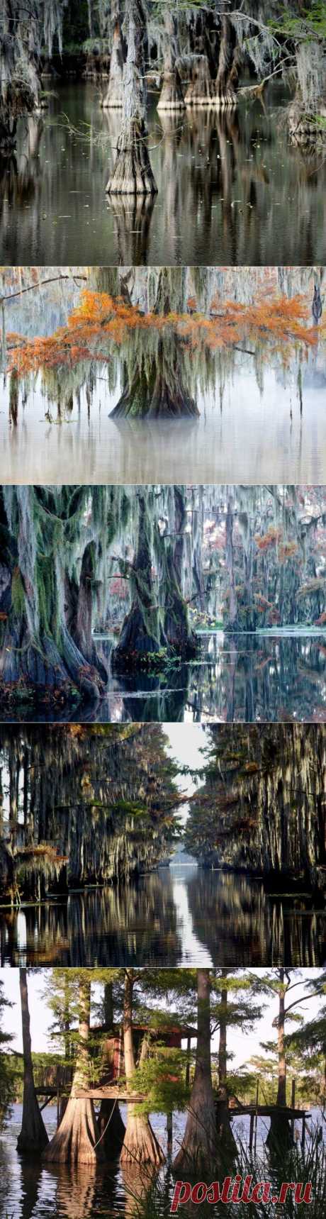 (+1) тема - Фантастические кипарисы озера Каддо | Непутевые заметки