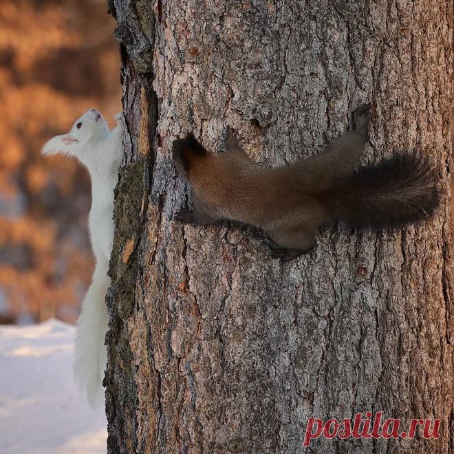 Инь и ян ... :)