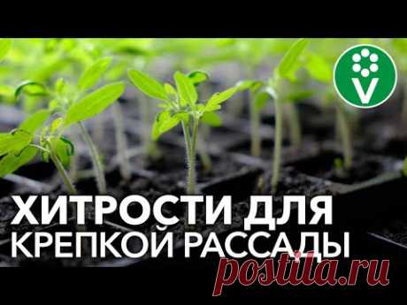 СЕЕМ ТОМАТЫ НА РАССАДУ В 2021 ГОДУ: хитрости для крепкой и здоровой рассады!