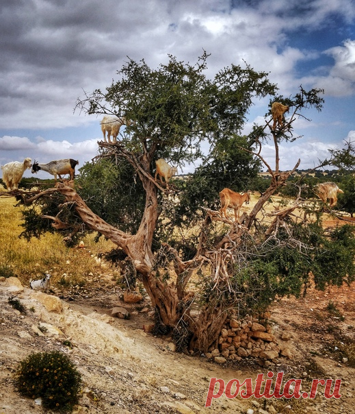 Далеко, далеко, в Марокко пасутся ко... Фото Александры Черновой: nat-geo.ru/photo/user/120329/