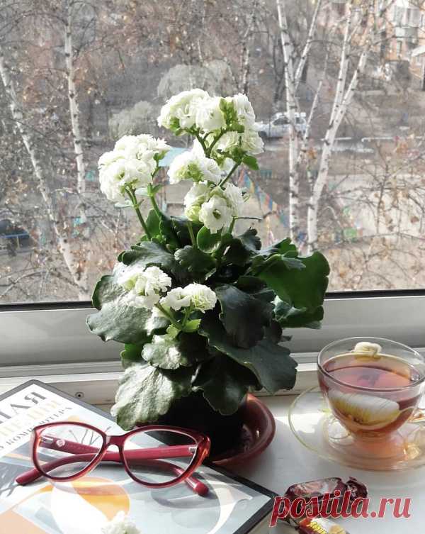 Каланхоэ в домашних условиях – гид по уходу и фото в интерьере