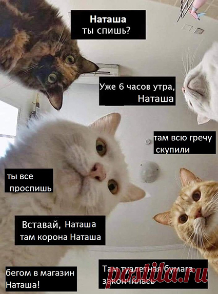 Дефицит гречки и туалетной бумаги и удаленка: самые смешные мемы о коронавирусе | СПЛЕТНИК
