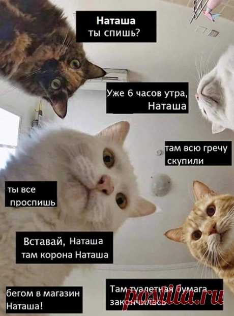 Дефицит гречки и туалетной бумаги и удаленка: самые смешные мемы о коронавирусе | СПЛЕТНИК