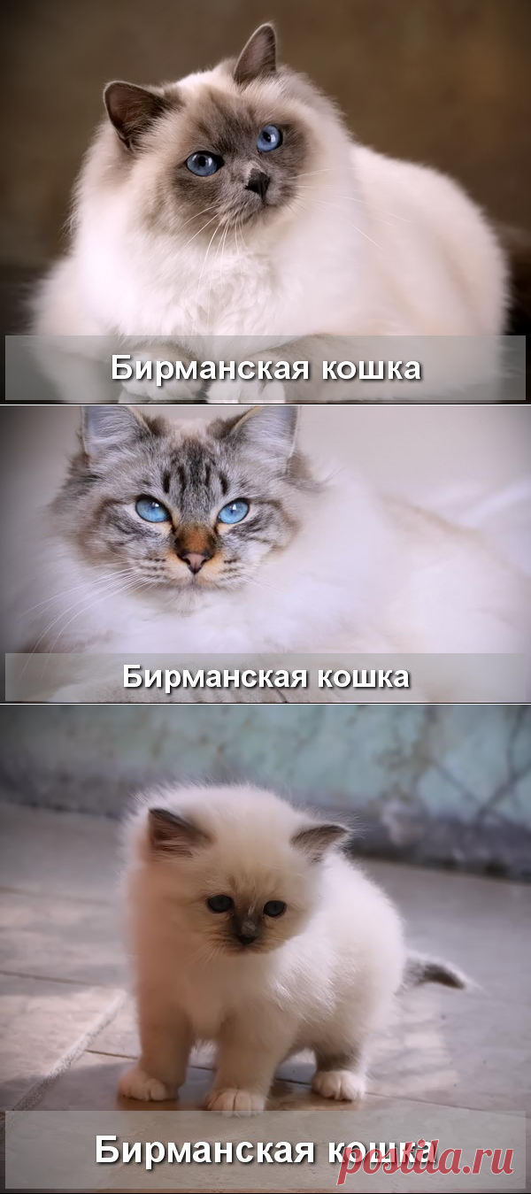 Бирманская полудлинношерстная кошка - Про Питомца