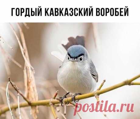 Прикольные картинки с подписями / Приколы