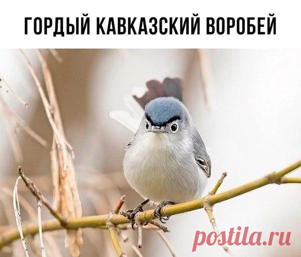 Прикольные картинки с подписями / Приколы