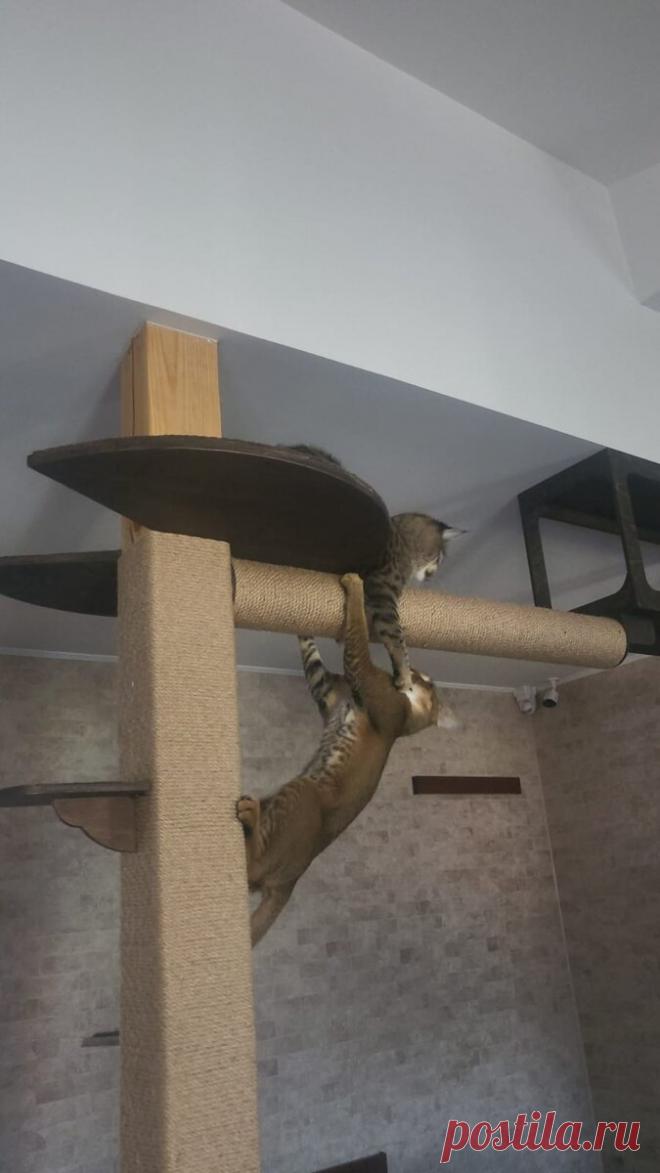 У меня девять кошек, но ремонт как новенький! Рассказываю, как я отучила котиков портить вещи! | Feliz Felis - Счастливая кошка | Дзен