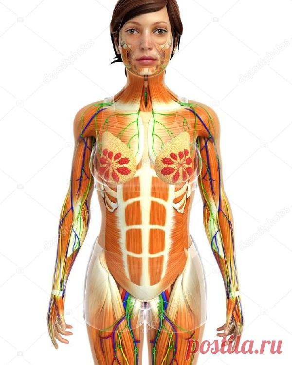 Гормональный дисбаланс: 10 симптомов, которые нельзя пропустить! — Домашние заботы