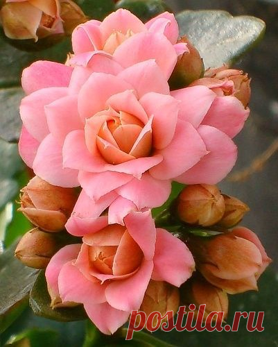 Kalanchoe | garden