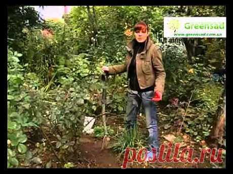 ▶ Укрытие роз на зиму. Удаление листвы. Пригибание роз - YouTube