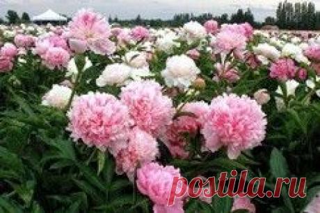 Выращивание пионов - Дом и хозяйство