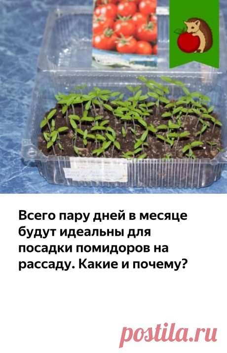 Всего пару дней в месяце будут идеальны для посадки помидоров на рассаду. Какие и почему? | садоёж | Яндекс Дзен
