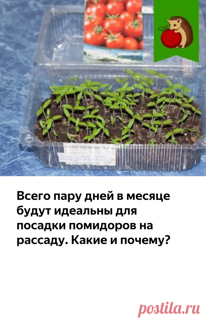Всего пару дней в месяце будут идеальны для посадки помидоров на рассаду. Какие и почему? | садоёж | Яндекс Дзен