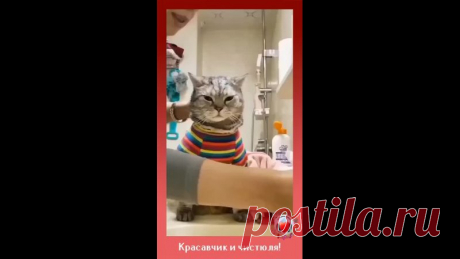 Кажется, что он не кот, а истинный джентльмен