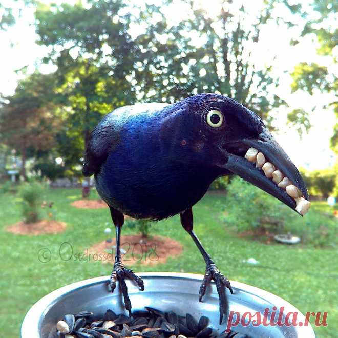 Ostdrossel в Instagram: «This bird has teeth! 😂 And the other one I call the warrior Grack. He looks so cool with his molt marks. #birdstagram #birdsofinstagram…» 349 отметок «Нравится», 14 комментариев — Ostdrossel (@ostdrossel) в Instagram: «This bird has teeth! 😂 And the other one I call the warrior Grack. He looks so cool with his molt…»