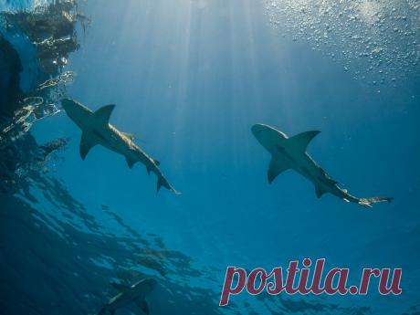 Ship Sharks Explore altsaint's photos on Flickr. altsaint has uploaded 2960 photos to Flickr.