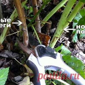 Как правильно обрезать малину? Весной или осенью?