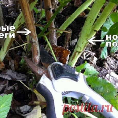 Как правильно обрезать малину? Весной или осенью?