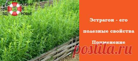 Эстрагон. Лечебные свойства и применение тархуна