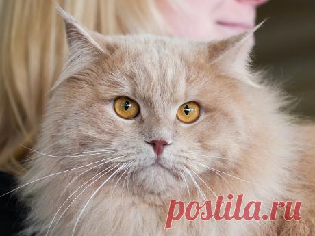 ПОРОДЫ КОШЕК , которые привязываются к людям сильнее остальных
