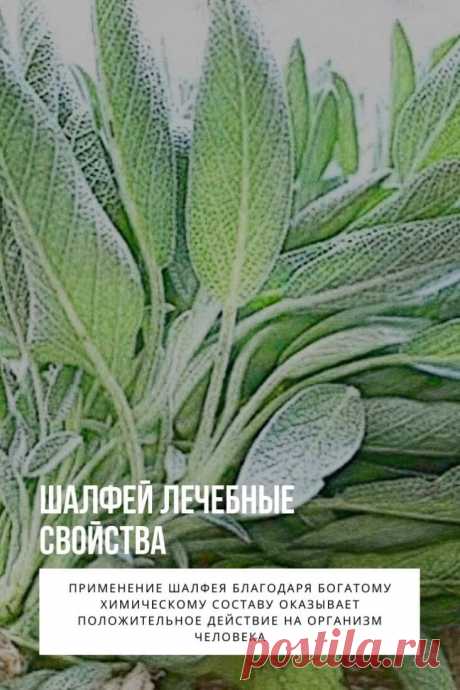 Шалфей лечебные свойства. Шалфей – травянистое многолетнее растение семейства Яснотковые. Другие его названия – шалфей королевский, благородный, крестовый, салатный лист, шальвия, медовка, самосей. Латинское название растения – шалфей сальвия, переводится как «быть здоровым». Свое широкое применение растение нашло благодаря противовоспалительным, антисептическим, мягчительным, вяжущим, отхаркивающим, спазмолитическим и ранозаживляющим действиям. Шалфей используют в официальной и народной медицин