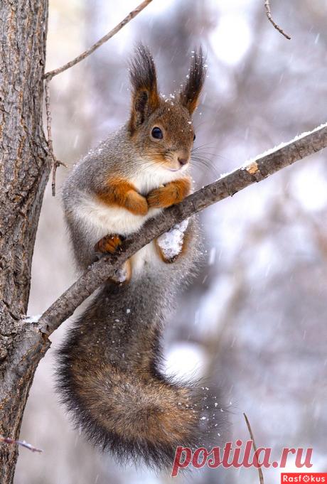 Фото: Мимимимние зарисовки. Сезонный фотоголик Mr Rykov. Фото животных - Фотосайт Расфокус.ру