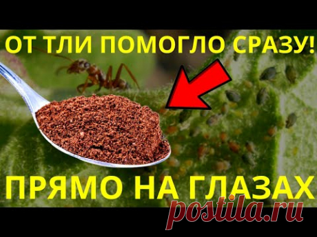 Я Не Верил, Но От Тли На Смородине Помогло Сразу, Прямо На Глазах / Топ 3 Способа Проверенных !