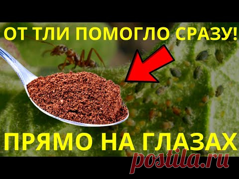 Я Не Верил, Но От Тли На Смородине Помогло Сразу, Прямо На Глазах / Топ 3 Способа Проверенных !