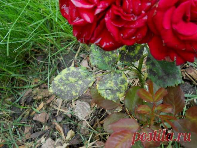 Средство от болезней роз